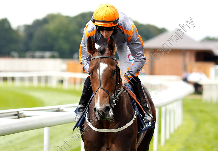 Swissterious-0001 
 SWISSTERIOUS (P J McDonald)
York 22 Aug 2018 - Pic Steven Cargill / Racingfotos.com