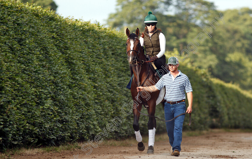 Yoshida-0004 
 American trained YOSHIDA on his way to the gallops in Newmarket ahead of his Royal Ascot challenge
Newmarket 14 Jun 2018 - Pic Steven Cargill / Racingfotos.com