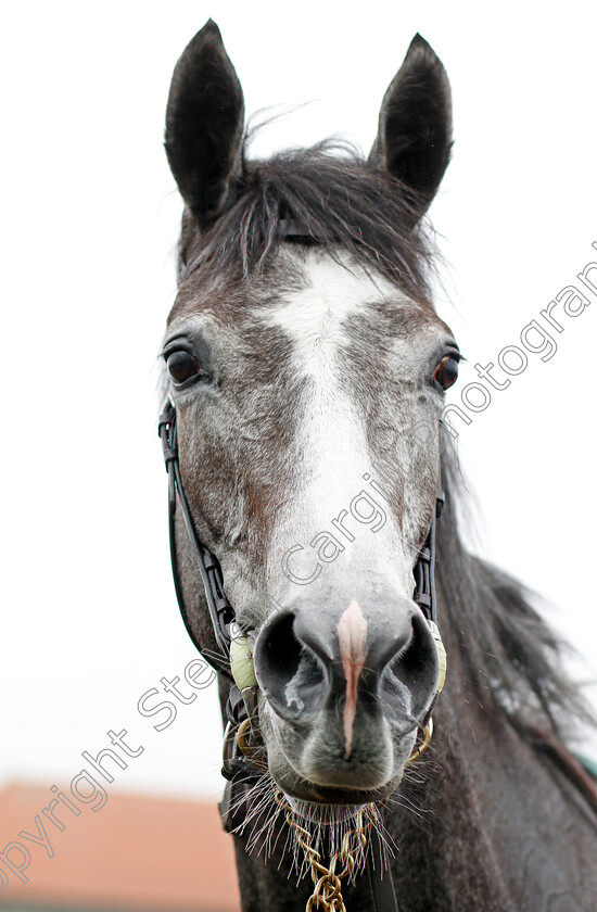 Thoughts-Of-June-0009 
 THOUGHTS OF JUNE winner of The Weatherbys Bloodstock Pro Cheshire Oaks
Chester 4 May 2022 - Pic Steven Cargill / Racingfotos.com