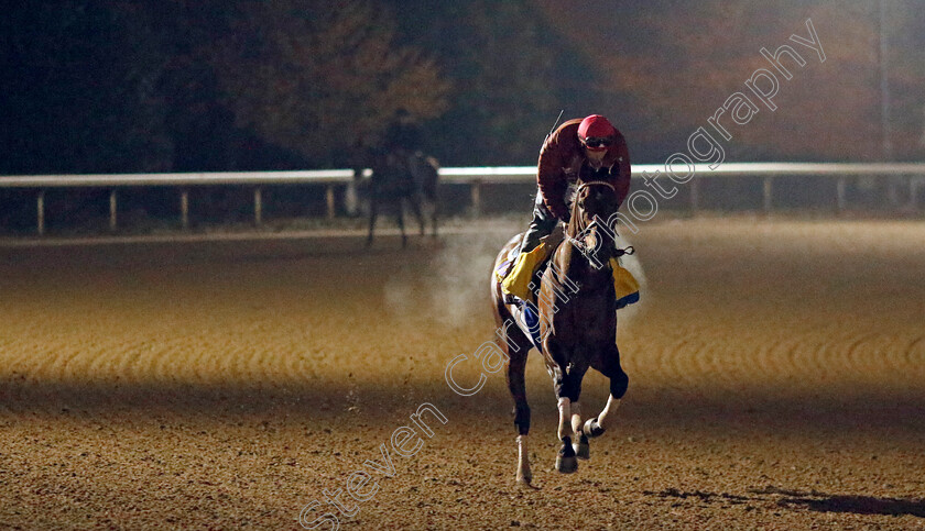 Flightline-0008 
 FLIGHTLINE training for the Breeders' Cup Classic
Keeneland USA 3 Nov 2022 - Pic Steven Cargill / Racingfotos.com