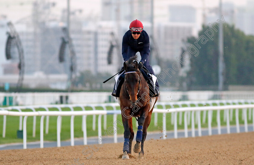 Generous-Tipper-0002 
 GENEROUS TIPPER training at the Dubai Racing Carnival
Meydan 22 Jan 2025 - Pic Steven Cargill / Racingfotos.com