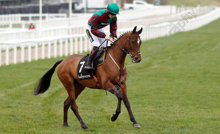 Rocco-0001 
 ROCCO (Sam Twiston-Davies)
Cheltenham 1 Jan 2019 - Pic Steven Cargill / Racingfotos.com