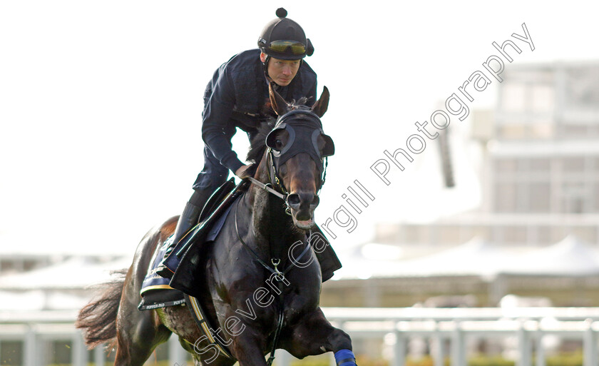 Artorius-0005 
 ARTORIUS (Jamie Spencer) - Australia to Ascot, preparing for the Royal Meeting.
Ascot 10 Jun 2022 - Pic Steven Cargill / Racingfotos.com