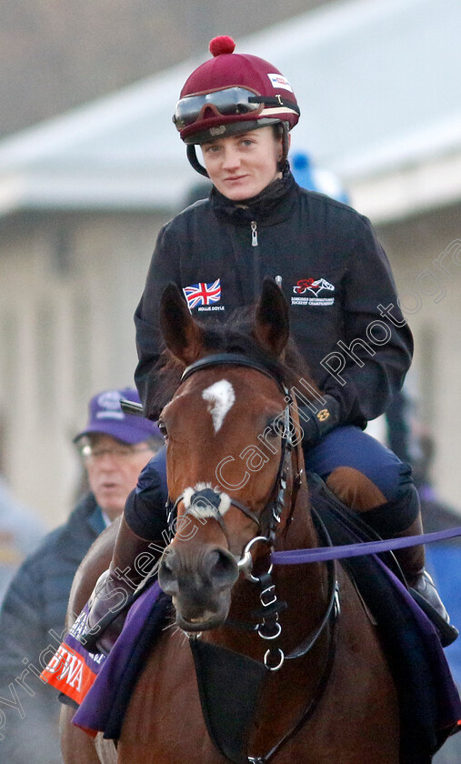 Nashwa-0007 
 NASHWA (Hollie Doyle) training for the Breeders' Cup Filly & Mare Turf
Keeneland USA 3 Nov 2022 - Pic Steven Cargill / Racingfotos.com