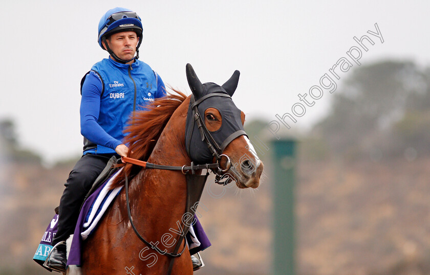 Masar-0002 
 MASAR exercising at Del Mar USA in preparation for The Breeders' Cup Juvenile Turf 30 Oct 2017 - Pic Steven Cargill / Racingfotos.com