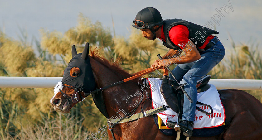 Emperor-Of-The-Sun-0003 
 EMPEROR OF THE SUN exercising in preparation for Friday's Bahrain International Trophy
Sakhir Racecourse, Bahrain 18 Nov 2021 - Pic Steven Cargill / Racingfotos.com