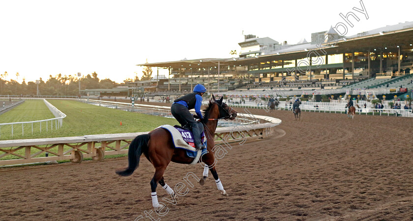 With-The-Moonlight-0002 
 WITH THE MOONLIGHT training for The Breeders' Cup Filly & Mare Turf
Santa Anita USA, 31 October 2023 - Pic Steven Cargill / Racingfotos.com