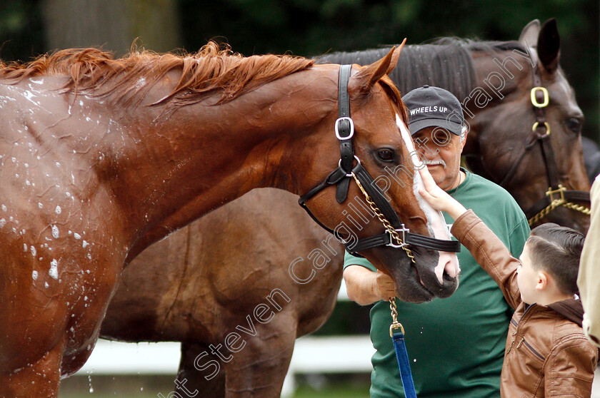 Justify-0021 
 JUSTIFY recieving some attention after exercising in preparation for The Belmont Stakes
Belmont Park USA 7 Jun 2018 - Pic Steven Cargill / Racingfotos.com