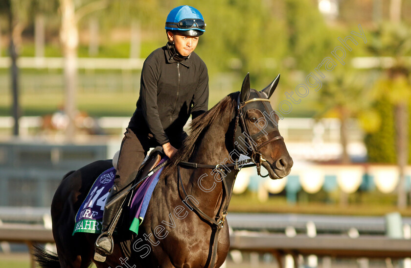 Shahryar-0001 
 SHAHRYAR training for The Breeders' Cup Turf
Santa Anita USA, 30 Oct 2023 - Pic Steven Cargill / Racingfotos.com