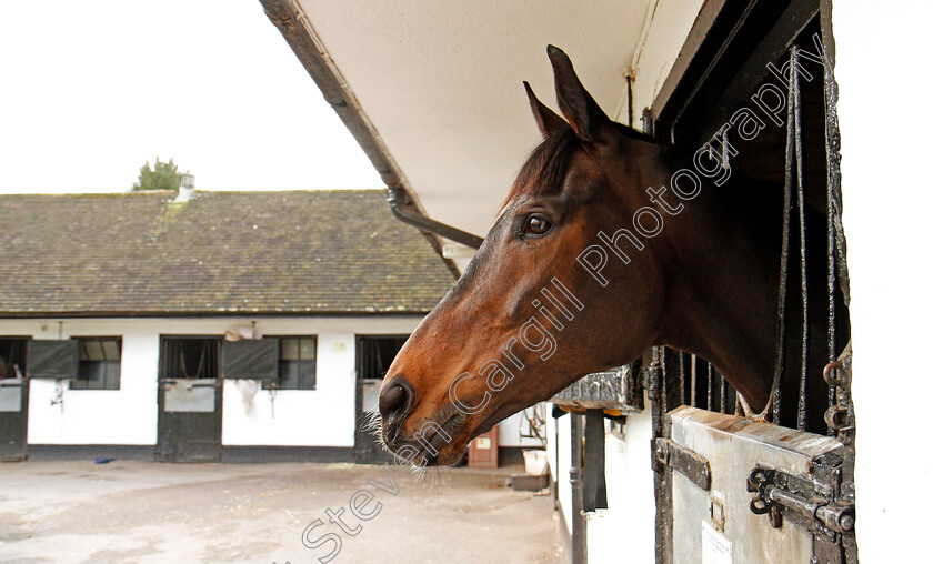 Altior-0003 
 ALTIOR at Nicky Henderson's stable in Lambourn 20 Feb 2018 - Pic Steven Cargill / Racingfotos.com