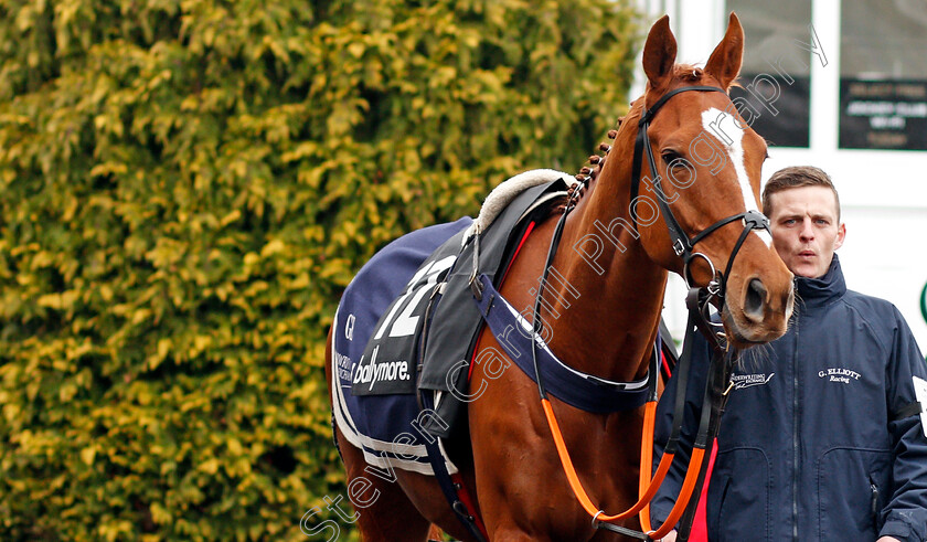 Samcro-0003 
 SAMCRO before winning The Ballymore Novices Hurdle Cheltenham 14 Mar 2018 - Pic Steven Cargill / Racingfotos.com