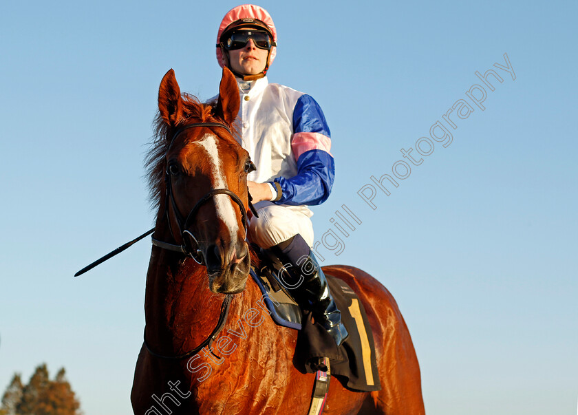 Feigning-Madness-0004 
 FEIGNING MADNESS (Hector Crouch) winner of The British Stallion Studs EBF Future Stayers Novice Stakes
Newmarket 25 Oct 2023 - Pic Steven Cargill / Racingfotos.com