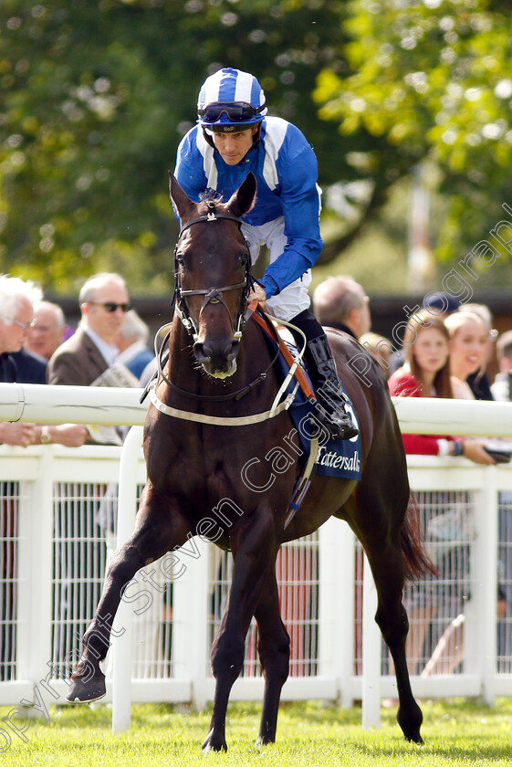 Elarqam-0002 
 ELARQAM (Jim Crowley)
Salisbury 16 Aug 2018 - Pic Steven Cargill / Racingfotos.com