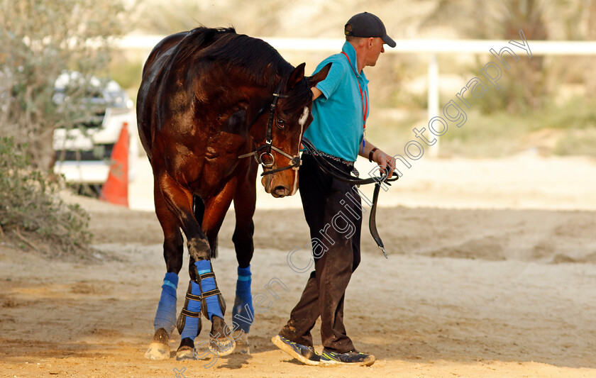 Global-Giant-0002 
 GLOBAL GIANT after training for the Bahrain International Trophy
Rashid Equestrian & Horseracing Club, Bahrain, 18 Nov 2020