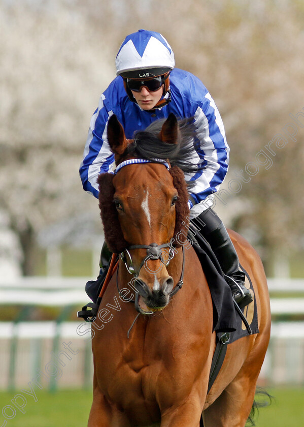 Greatgadian-0001 
 GREATGADIAN (Aidan Keeley)
Newmarket 18 Apr 2023 - Pic Steven Cargill / Racingfotos.com