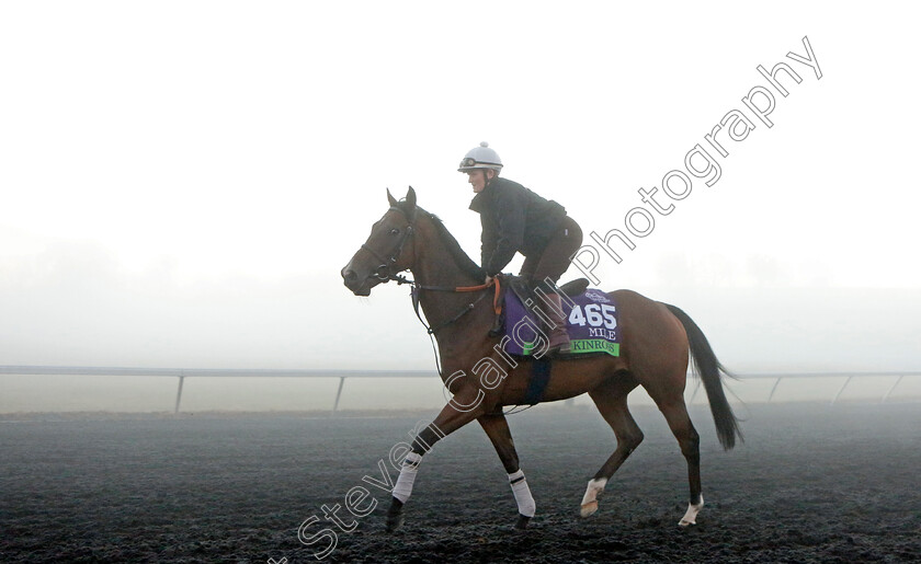 Kinross-0001 
 KINROSS training for the Breeders' Cup Mile
Keeneland USA 3 Nov 2022 - Pic Steven Cargill / Racingfotos.com