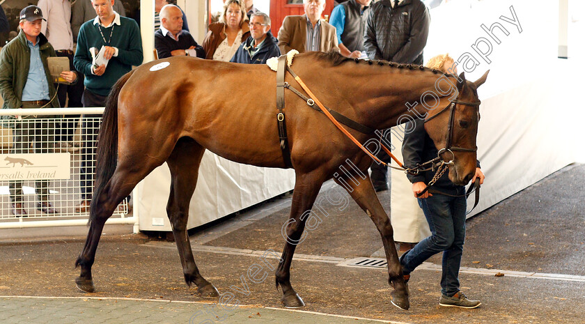 Lot-0162-Pyrios-0001 
 Lot 162 PYRIOS selling for £22,000 at the Tattersalls Ireland Ascot Sale
5 Jun 2018 - Pic Steven Cargill / Racingfotos.com