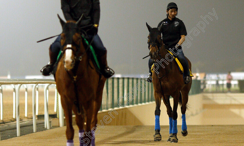 Almond-Eye-0001 
 ALMOND EYE training for The Dubai Turf
Meydan 29 Mar 2019 - Pic Steven Cargill / Racingfotos.com