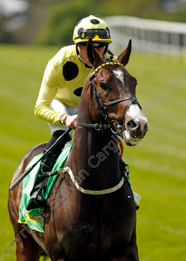 Cuban-Tiger-0001 
 CUBAN TIGER (Clifford Lee)
Sandown 26 Apr 2024 - Pic Steven Cargill / Racingfotos.com