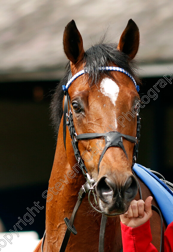 Naqeeb-0004 
 NAQEEB
Leicester 29 Apr 2023 - Pic Steven Cargill / Racingfotos.com