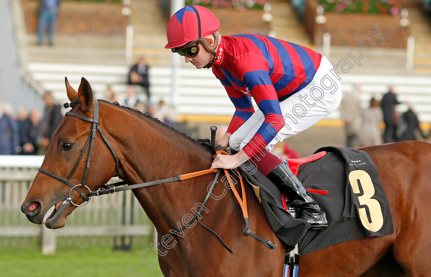 Bizarre-Law 
 BIZARRE LAW (Rob Hornby)
Newmarket 20 Oct 2021 - Pic Steven Cargill / Racingfotos.com