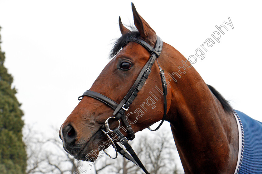 Headway-0013 
 HEADWAY after The 32Red Spring Cup Stakes Lingfield 3 Mar 2018 - Pic Steven Cargill / Racingfotos.com