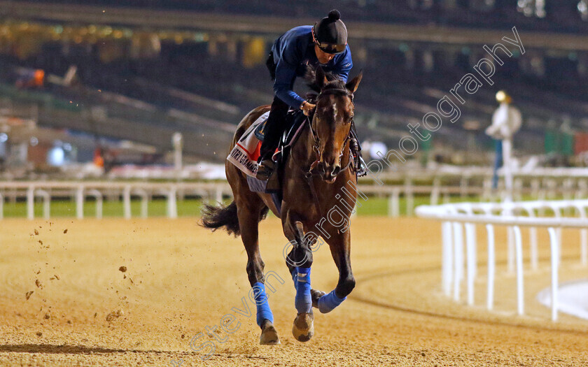 Country-Grammer-0004 
 COUNTRY GRAMMER training for the Dubai World Cup
Meydan, Dubai, 23 Mar 2023 - Pic Steven Cargill / Racingfotos.com