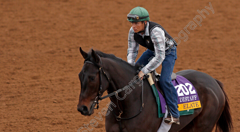 Elate-0001 
 ELATE exercising at Del Mar USA in preparation for The Breeders' Cup Distaff 30 Oct 2017 - Pic Steven Cargill / Racingfotos.com