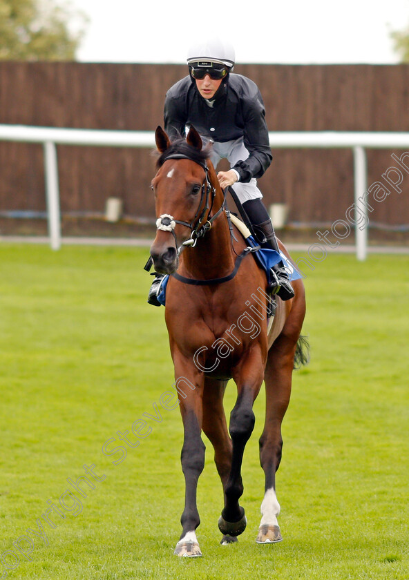 Adrastus-0001 
 ADRASTUS (Ross Coakley)
Leicester 15 Jul 2021 - Pic Steven Cargill / Racingfotos.com