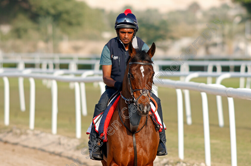 Desert-Encounter-0002 
 DESERT ENCOUNTER training for the Bahrain International Trophy
Rashid Equestrian & Horseracing Club, Bahrain, 19 Nov 2020 - Pic Steven Cargill / Racingfotos.com