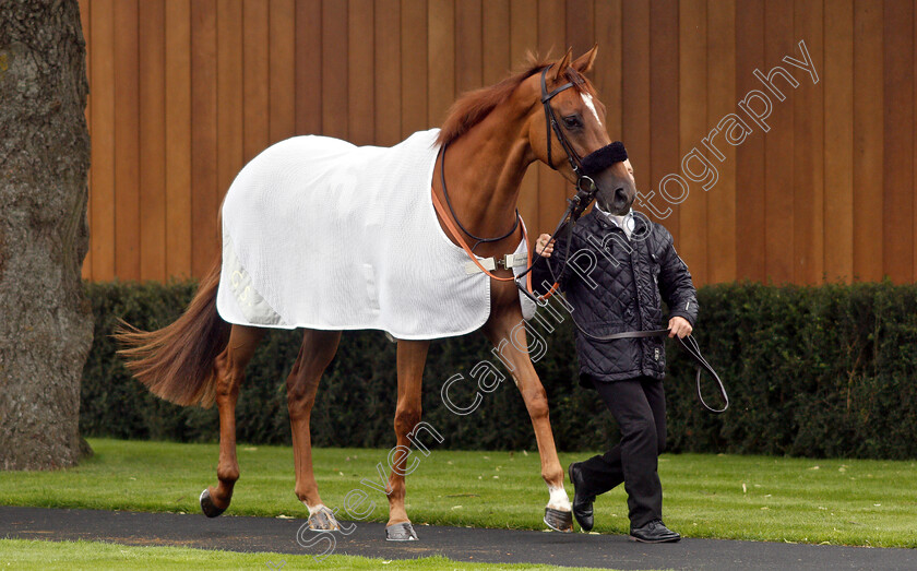 Narak-0004 
 NARAK 
Newbury 13 Jun 2019 - Pic Steven Cargill / Racingfotos.com