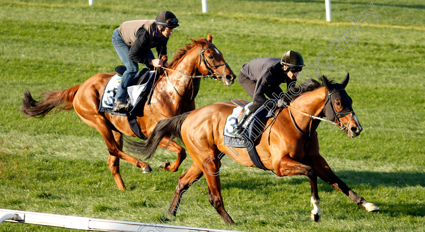 The-Fingal-Raven-0004 
 THE FINGAL RAVEN training at the Dubai Racing Carnival
Meydan 22 Jan 2025 - Pic Steven Cargill / Racingfotos.com