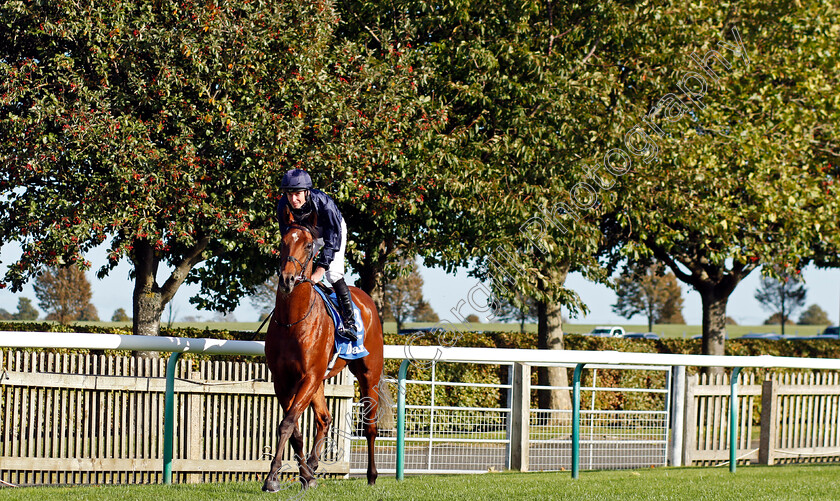 City-Of-Troy-0010 
 CITY OF TROY (Ryan Moore) winner of The Dewhurst Stakes
Newmarket 14 Oct 2023 - Pic Steven Cargill / Racingfotos.com