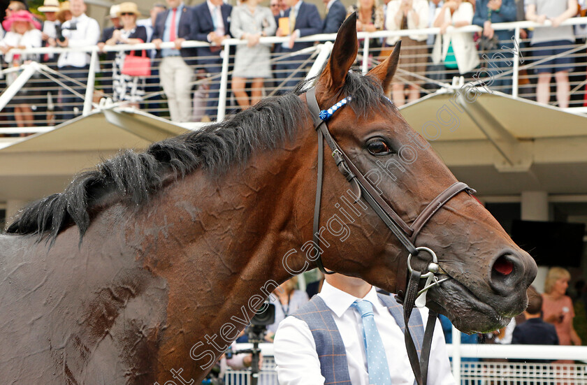 Baaeed-0020 
 BAAEED after The Qatar Sussex Stakes
Goodwood 27 Jul 2022 - Pic Steven Cargill / Racingfotos.com