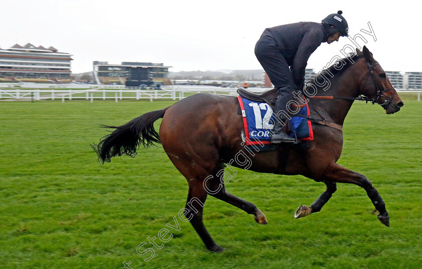 Regents-Stroll-0001 
 REGENTS STROLL (Harry Cobden)
Coral Gold Cup gallops morning Newbury 19 Nov 20234 - Pic Steven Cargill / Racingfotos.com