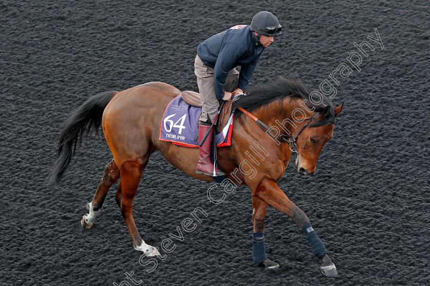 Encore-D or-0001 
 ENCORE D'OR, trained by Robert Cowell, exercising in preparation for The Dubai World Cup Carnival, Meydan 18 Jan 2018 - Pic Steven Cargill / Racingfotos.com