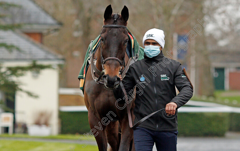 Energumene-0002 
 ENERGUMENE 
Ascot 22 Jan 2022 - Pic Steven Cargill / Racingfotos.com