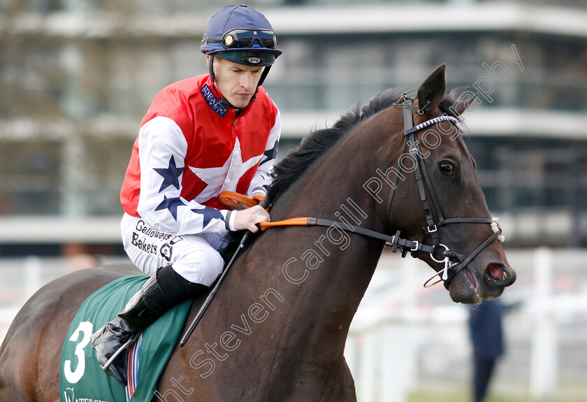 Great-Scot-0001 
 GREAT SCOT (Richard Kingscote)
Newbury 13 Apr 2019 - Pic Steven Cargill / Racingfotos.com