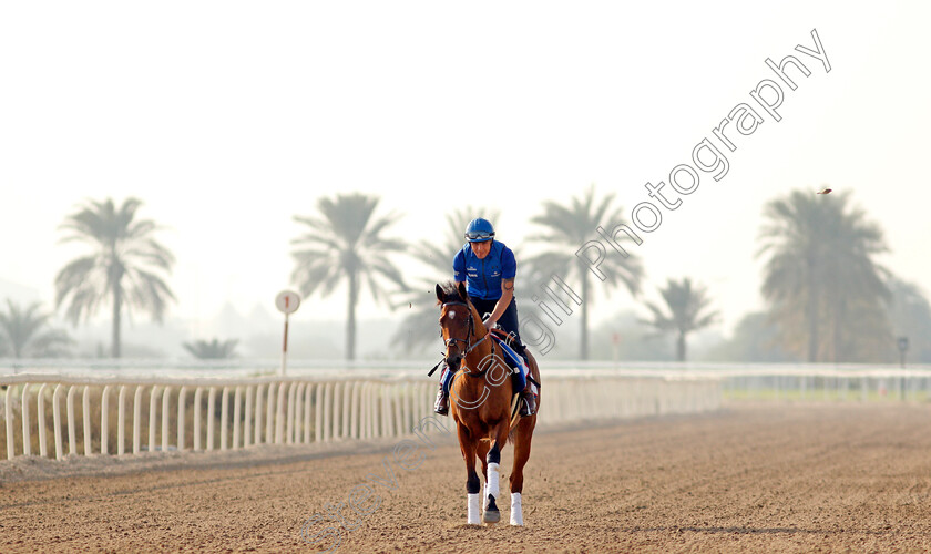 Dubai-Future-0001 
 DUBAI FUTURE exercising in preparation for Friday's Bahrain International Trophy
Sakhir Racecourse, Bahrain 16 Nov 2021 - Pic Steven Cargill / Racingfotos.com