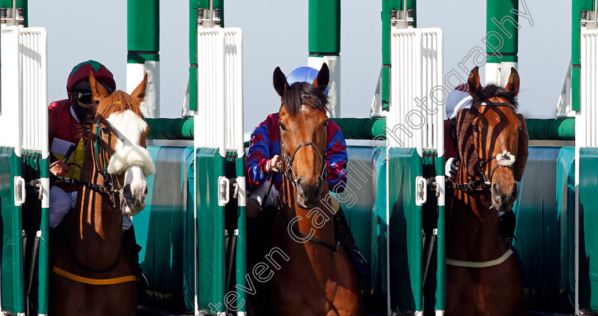 Tynecastle-Park-0009 
 gates back with TYNECASTLE PARK (centre, Molly Presland) PAINTBALL WIZARD (left) and SIR CANFORD (right)
Yarmouth 19 May 2021 - Pic Steven Cargill / Racingfotos.com