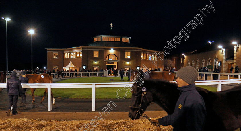 Foals-0008 
 Foals waiting to be sold at Tattersalls December Foal Sale, Newmarket 30 Nov 2017 - Pic Steven Cargill / Racingfotos.com