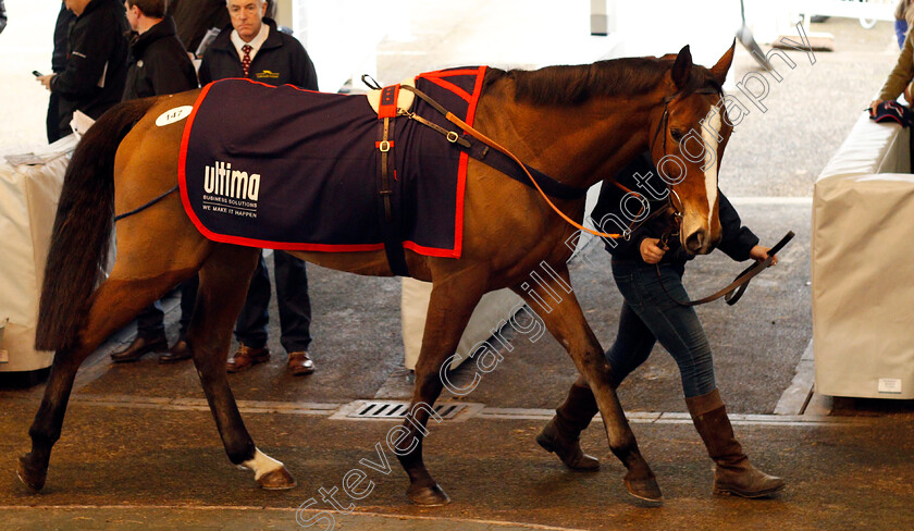 Lot-0147-Thomas-Shelby-£18000-0001 
 Lot 147 THOMAS SHELBY selling for £18000 at Tattersalls Ireland Ascot November Sale 9 Nov 2017 - Pic Steven Cargill / Racingfotos.com