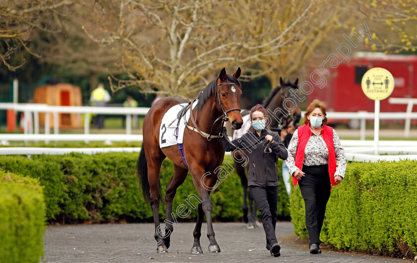 Bonita-B-0001 
 Walking to the paddock at Kempton Park - BONITA B 
31 Mar 2021 - Pic Steven Cargill / Racingfotos.com