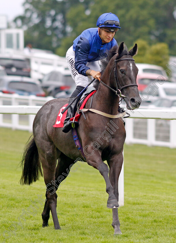 Gray s-Inn-0002 
 GRAY'S INN (Thore Hammer Hansen)
Sandown 27 Jul 2023 - Pic Steven Cargill / Racingfotos.com