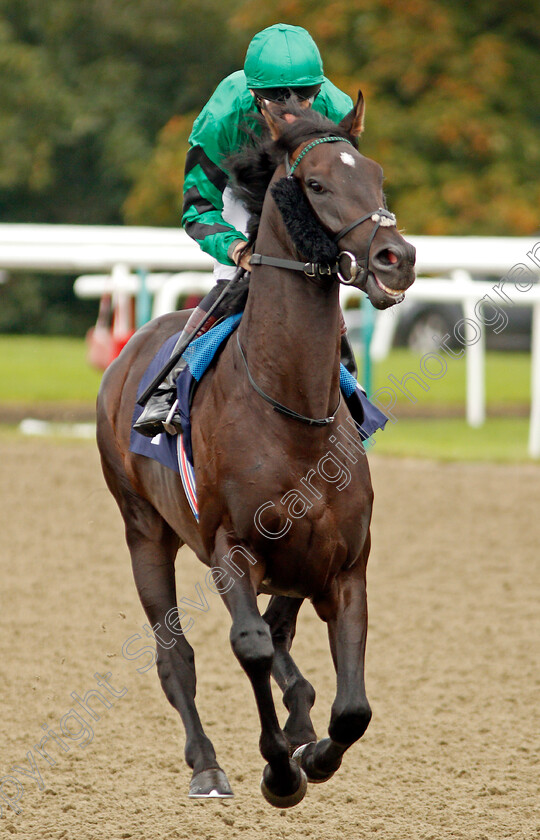 Sheriffmuir-0001 
 SHERIFFMUIR (Robert Havlin)
Lingfield 3 Oct 2019 - Pic Steven Cargill / Racingfotos.com