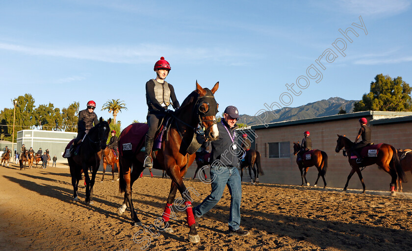 Broome-0002 
 BROOME training for the Breeders' Cup Turf
Santa Anita USA, 1 Nov 2023 - Pic Steven Cargill / Racingfotos.com