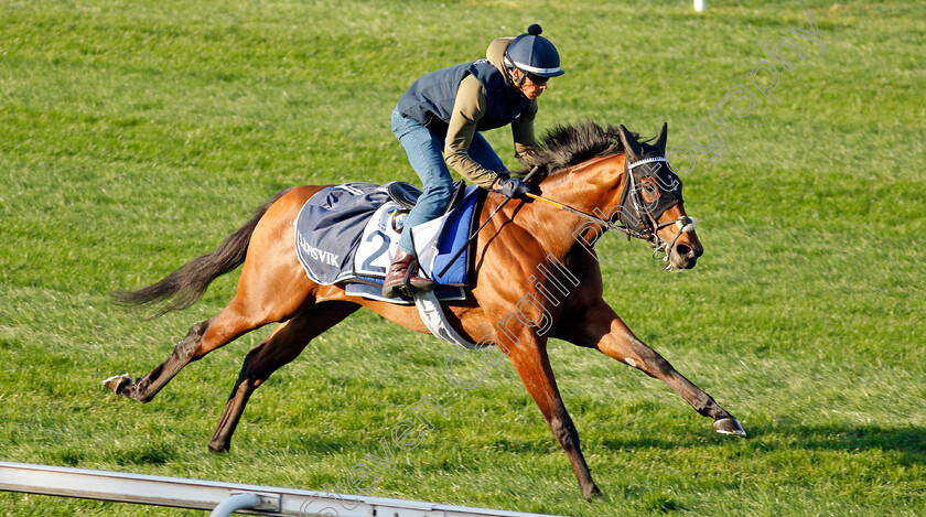 Havandi-0002 
 HAVANDI training at the Dubai Racing Carnival
Meydan 22 Jan 2025 - Pic Steven Cargill / Racingfotos.com