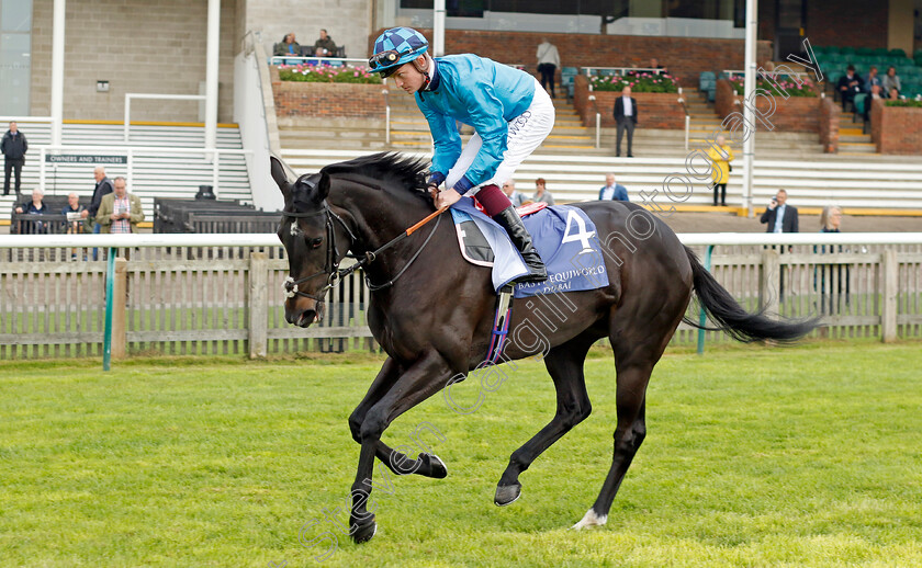 Susnet-Bay-0001 
 SUNSET BAY (Rob Hornby)
Newmarket 23 Sep 2022 - Pic Steven Cargill / Racingfotos.com