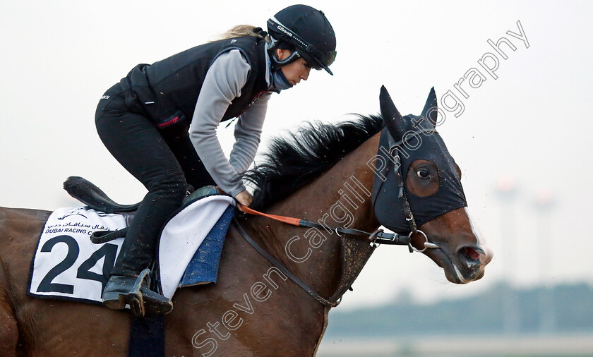 Tanmawwy-0001 
 TANMAWWY training at the Dubai Racing Carnival
Meydan 1 Feb 2024 - Pic Steven Cargill / Racingfotos.com