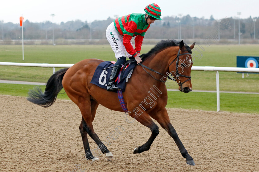 Al-Barez-0001 
 AL BAREZ (Jack Mitchell)
Wolverhampton 9 Mar 2024 - Pic Steven Cargill / Racingfotos.com